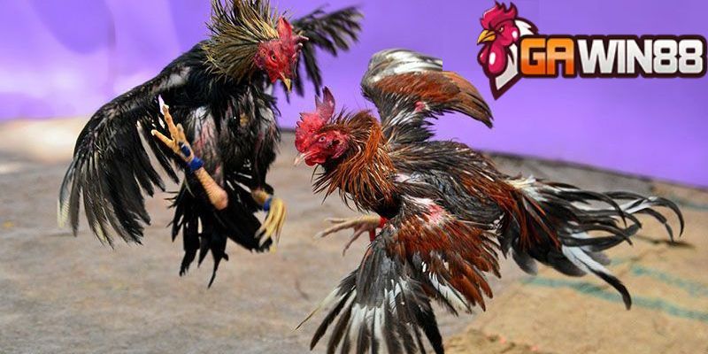 Giới thiệu một vài thông tin tổng quan nhất về trường gà Savan