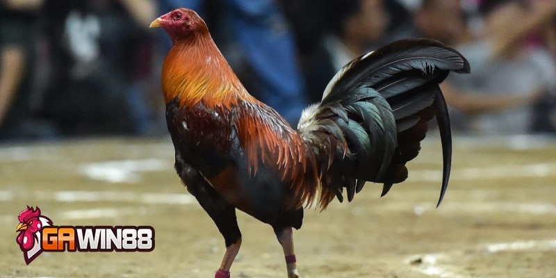 Gà chọi Peru là một trong những giống gà có ngoại hình độc đáo hơn các giống gà chọi khác